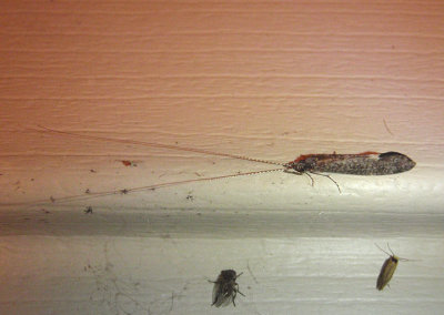 Leptocerus americanus; Long-horned Caddisfly species