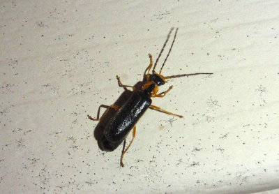 Rhagonycha dichroa; Soldier Beetle species