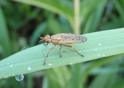 Elgiva Marsh Fly species
