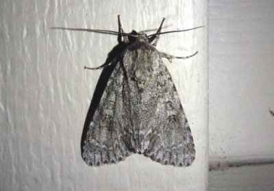 9203 - Acronicta dactylina; Fingered Dagger Moth
