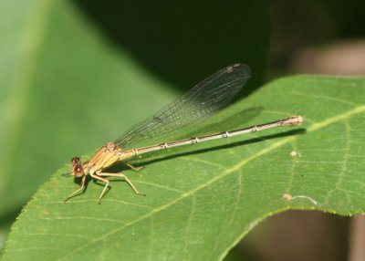 Argia apicalis; Blue-fronted Dancer; brown form female