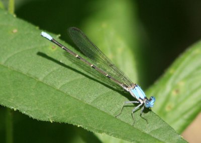 Argia apicalis; Blue-fronted Dancer; male