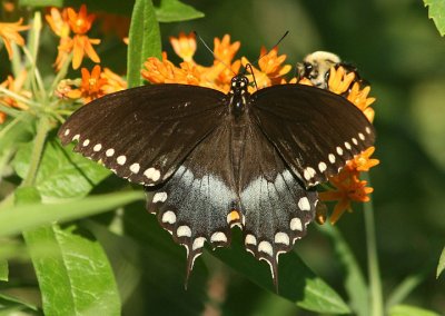 Papilio troilus; Spicebush Swallowtail; male