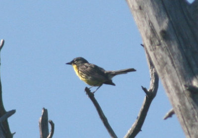 Kirtland's Warbler; male