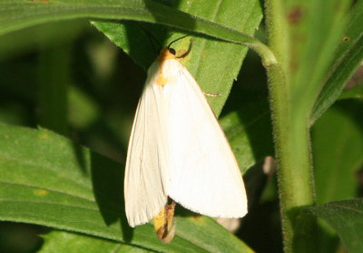 8108-8112 - Haploa Tiger Moth species