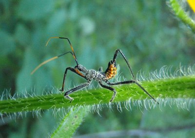 Arilus cristatus; Wheel Bug Nymph