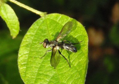 Cylindromyia Tachinid Fly species