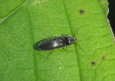 Limonius Click Beetle species