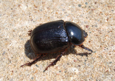 Xyloryctes jamaicensis; Rhinoceros Beetle; female