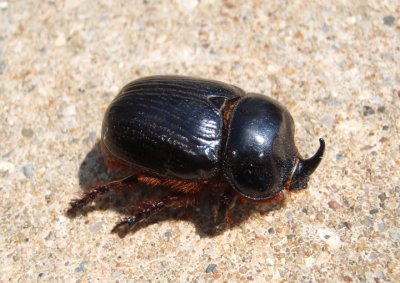 Xyloryctes jamaicensis; Rhinoceros Beetle; male