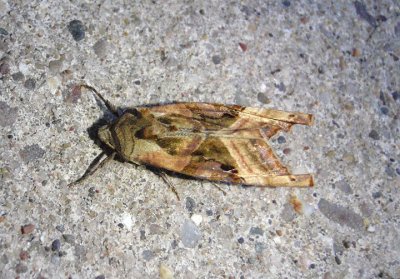 9546 - Phlogophora iris; Olive Angle Shades