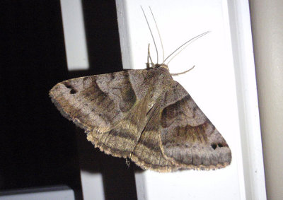 8739 - Caenurgina erechtea; Forage Looper Moth; male