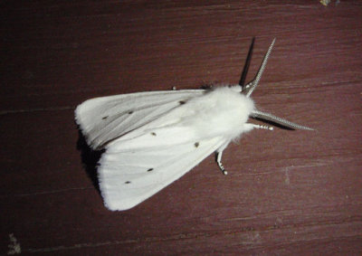 8137 - Spilosoma virginica; Virginian Tiger Moth