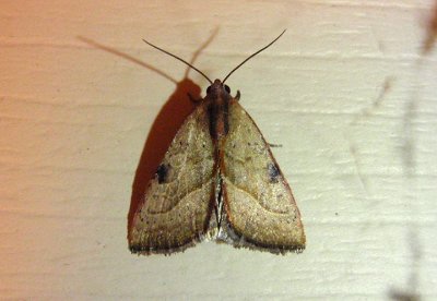 9688 - Galgula partita; The Wedgeling; male