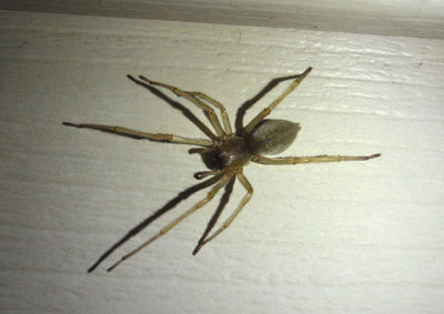 Cheiracanthium Long-legged Sac Spider species
