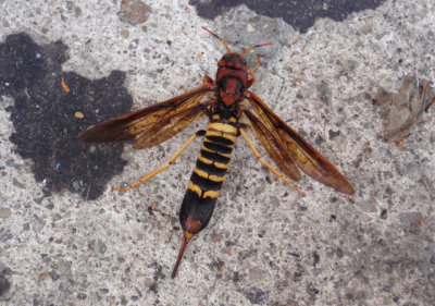 Tremex columba; Pigeon Horntail; female