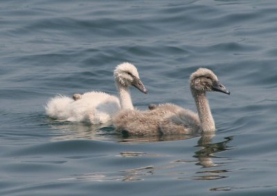 Mute Swans; juveniles; exotic