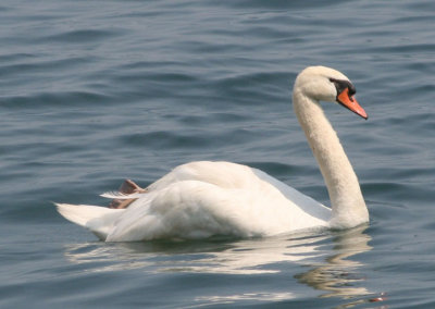 Mute Swan; exotic
