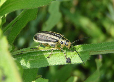 Trirhabda Skeletonizing Leaf Beetle species
