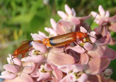 Rhagonycha fulva; Common Red Soldier Beetles