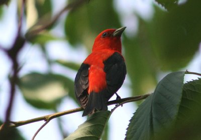 Scarlet Tanager; breeding male