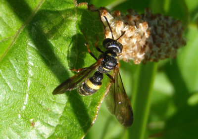 Cerceris halone; Apoid Wasp species