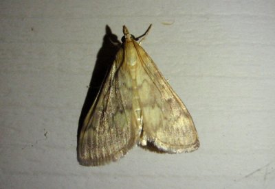 4949 - Ostrinia nubilalis; European Corn Borer Moth; female; exotic