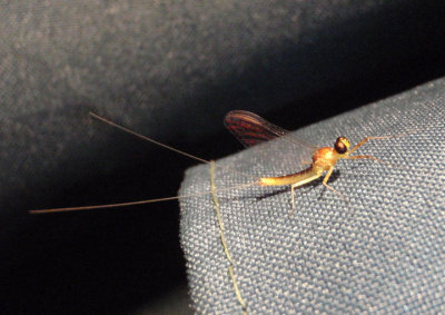 Heptagenia Stream Mayfly species; male