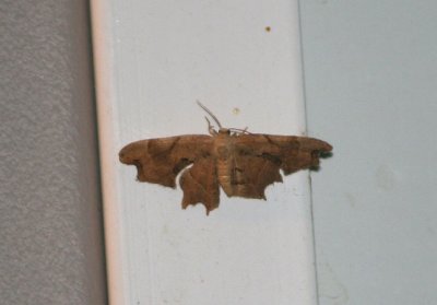 7653 - Calledapteryx dryopterata; Brown Scoopwing