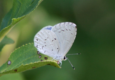 Celastrina neglecta; Summer Azure; male