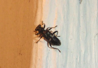 Phyllobaenus unifasciatus; Checkered Beetle species