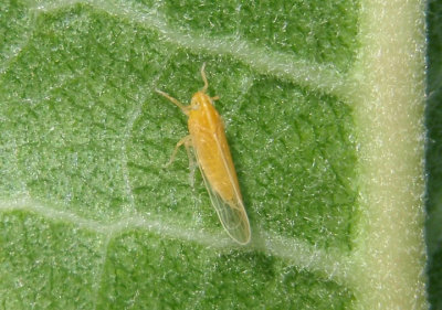 Prokelisia crocea; Delphacid Planthopper species