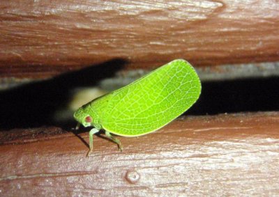 Acanalonia conica; Planthopper species