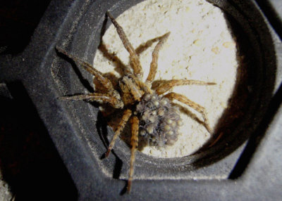 Lycosidae Wolf Spider species with young