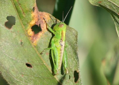 Melanoplus differentialis; Differential Grasshopper; immature
