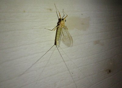 Heptagenia elegantula; Stream Mayfly species; female