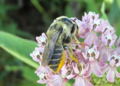 Megachile latimanus; Leafcutting Bee species; female