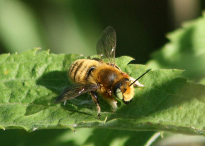 Megachile latimanus; Leafcutting Bee species; male