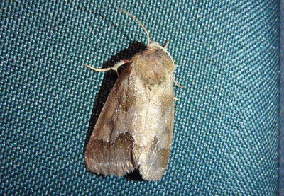 11141 - Schinia thoreaui; Thoreaus Flower Moth 