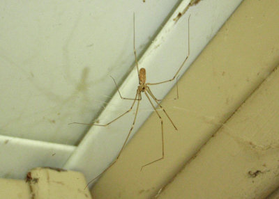 Pholcus phalangioides; Longbodied Cellar Spider