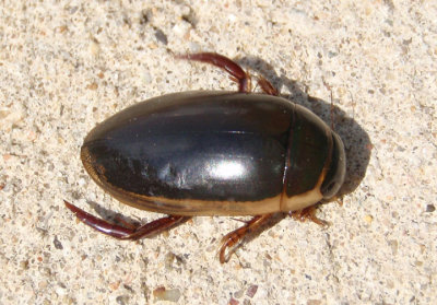 Cybister fimbriolatus; Predaceous Diving Beetle species