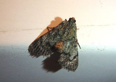 5577 - Epipaschia superatalis; Dimorphic Macalla Moth