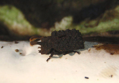 Bolitotherus cornutus; Forked Fungus Beetle