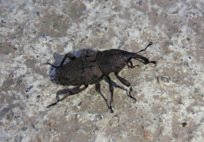 Sphenophorus minimus; Lesser Billbug