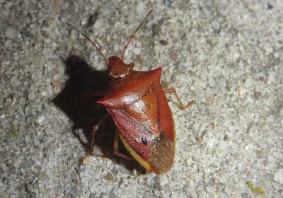 Euschistus variolarius; One-spotted Stink Bug