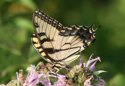 Papilio glaucus; Eastern Tiger Swallowtail; male