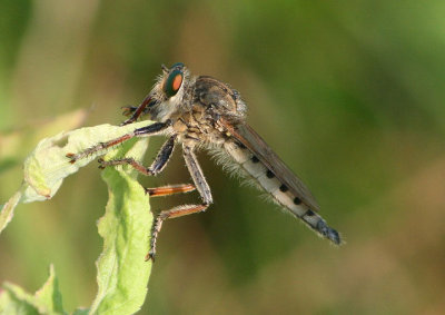 Promachus vertebratus; Giant Robber Fly species