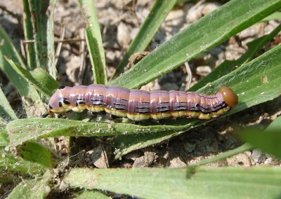 7957 - Dasylophia anguina; Black-spotted Prominent Caterpillar