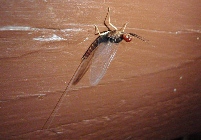 Isonychia Brushlegged Mayfly species; male