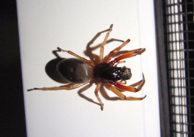Trachelas Spider species